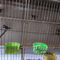 فنج بنگالی صحیح وسلامت|پرنده|پاکدشت, پاکدشت (مامازند)|دیوار