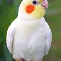 پرنده گم شده