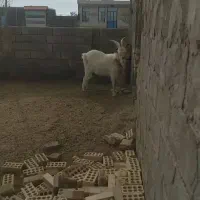 فروش یک تکه ۲ سال اصل سانن بذری