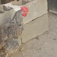 مرغ|حیوانات مزرعه|بجنورد, |دیوار