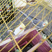 عروس هلندی|پرنده|شیراز, کوشک میدان|دیوار