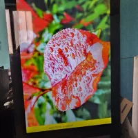 تلویزیون ایستاده تبلیغاتی|تلویزیون و پروژکتور|کرج, ساسانی (قلمستان)|دیوار