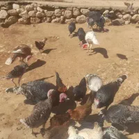 فروش ۱۰ بوقلمون بومی ۷تا ماده ۳ تا نر