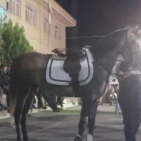 کره مادیون تازه سواری
