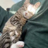 گربه واگذاری