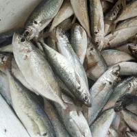 ماهی سیدتازه تازه مخلوطی مقواطلال بچه سرخو