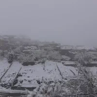 باغ یک هکتاری