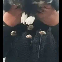 توله قدرجونی