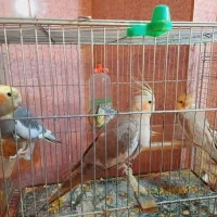 عروس هلندی مولد