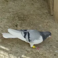 کبوتر چپ کبود ماده پرشی