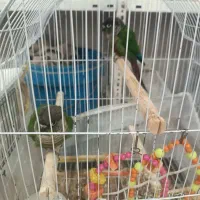 جفت گرینچیک|پرنده|بانه, |دیوار