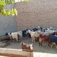 بز بزغاله بره میش|حیوانات مزرعه|جوادآباد, |دیوار
