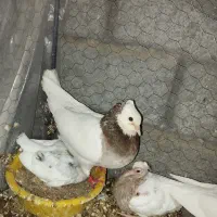 کبوتر