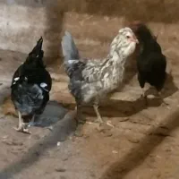 تخم مرغ گلین
