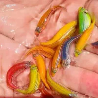گوپی کالر زبرا|ماهی|تهران, شهرک پاسداران|دیوار
