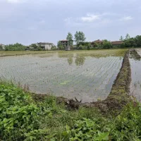 فروش زمین کشاورزی (شالیزار) ۲۵۴۳ مترمربع|فروش دفتر صنعتی، کشاورزی، تجاری|رودسر, |دیوار