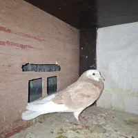 کفتر جوجه گرفتنی