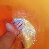 ماهی کوی باله بلند چرم|ماهی|اصفهان, فرح آباد|دیوار