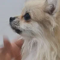 پامرانین|سگ|مشهد, باغستان|دیوار