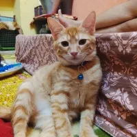 واگذاری گربه ماده شما رو قبول میکنم خوشگل باشه