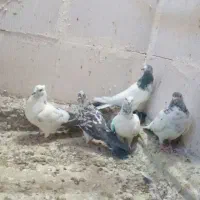 کبوتر پرشی|پرنده|شاهنجرین, |دیوار