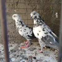 کبوتر|پرنده|سیرجان, |دیوار