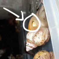 فروش حلزون آچاچینا|خزنده|قدس, شهرقدس|دیوار