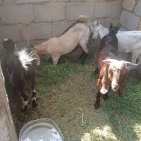 دو تا گیسه چاق با دوتا چکش