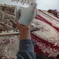 سلام کله اسبی