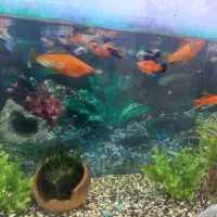 ماهی آکواریوم|ماهی|مه ولات, |دیوار