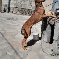 سگ دوبرمن|سگ|کامیاران, |دیوار