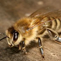 یک سرمایه‌گذار در زنبورداری