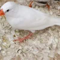 فنچ ماده