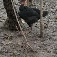 خروس و نیمچه گردن لختی و معمولی|حیوانات مزرعه|تالش, جوکندان|دیوار