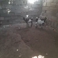 چندتا کهره ماده و ۲تانر|حیوانات مزرعه|اهرم, |دیوار