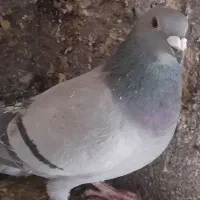 سبز المانی نرعروس هلندی|پرنده|مشهد, کشف|دیوار