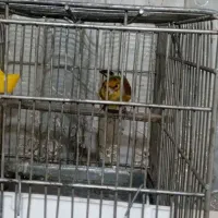 سره دهندار دهن سبک ایوب رحمتی ول ول گاله دار|پرنده|تهران, بوستان سرخه حصار|دیوار