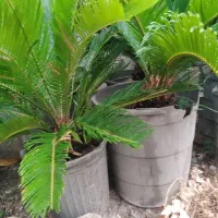 سیکاس گلدانی|گل و گیاه طبیعی|ساری, |دیوار