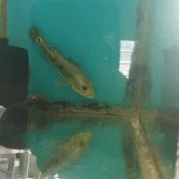 انواع ماهی گوشتخوار وگیاهخوار|ماهی|ایلام, |دیوار