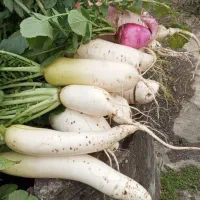 ترب سیاه و سفید و قرمز|خوردنی و آشامیدنی|لاهیجان, لفمجان|دیوار