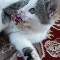 گربه گم شده درصفادشت|گربه|صفادشت, |دیوار