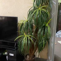 گلدون نخل کاملا تمیز