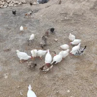 تیله فروشی|کلکسیون و سرگرمی|لنده, |دیوار