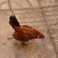 خروس|حیوانات مزرعه|کرج, اخگرآباد|دیوار