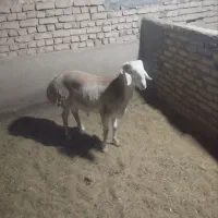 دوعددبره قوچی|حیوانات مزرعه|بوژگان, |دیوار