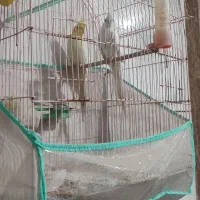 طوقی عروس هلندی|پرنده|لامرد, |دیوار