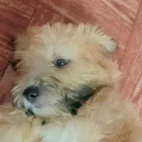 سگ شیتزوتریر