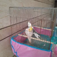 یک جفت عروس هلندی