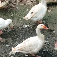 غاز|حیوانات مزرعه|صومعه‌سرا, |دیوار