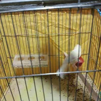 قناری ماده لیمویی مست مست|پرنده|کازرون, |دیوار